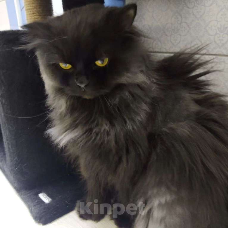 Кошки в Москве: Пушистый персидский кот Егор спасен из адской квартиры Мальчик, Бесплатно - фото 3