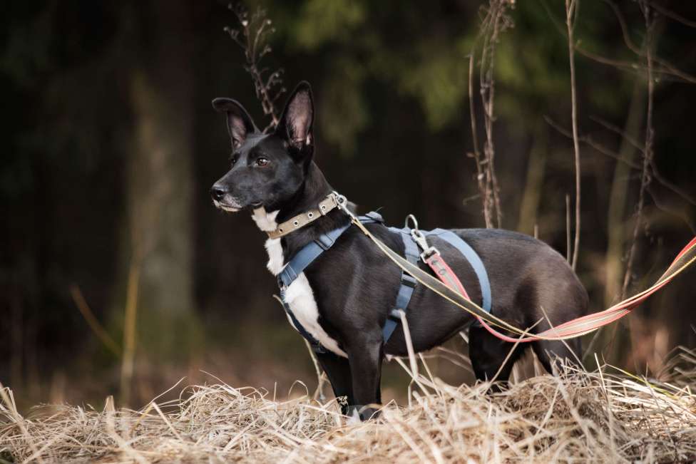 Собаки в Москве: Собака метис корги кардиган в добрые руки Девочка, Бесплатно - фото 4