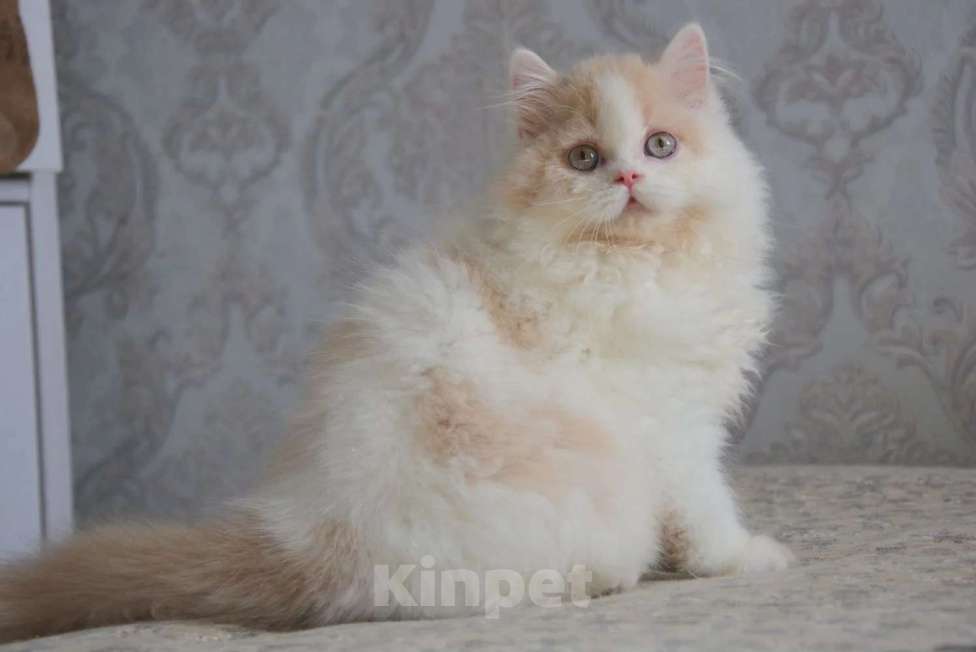 Кошки в Сочи: Котёнок Мальчик, Бесплатно - фото 2