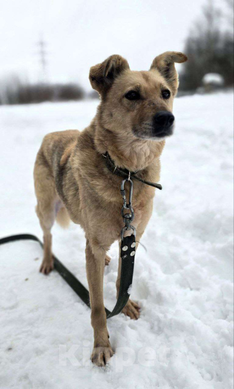 Собаки в Королеве: Мушка. 9 долгих лет в приюте! Девочка, Бесплатно - фото 4