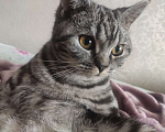 Кошки в Чебоксарах: Кошечка Моника ищет новый дом Девочка, Бесплатно - фото 3