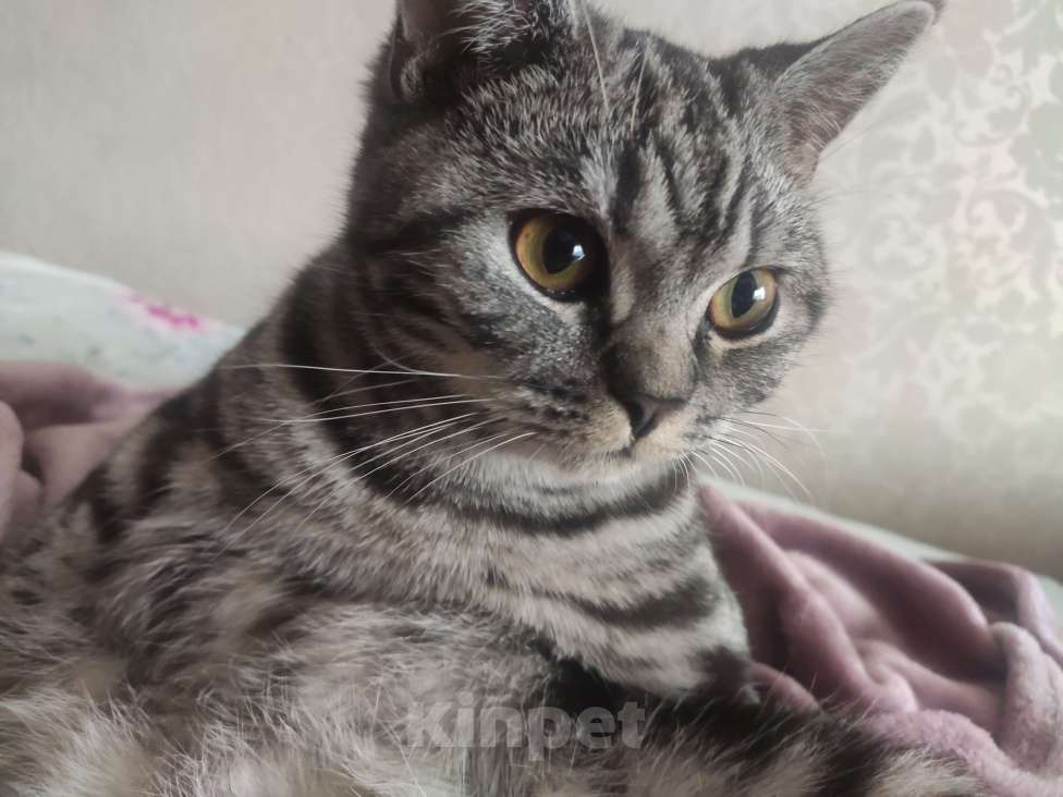 Кошки в Чебоксарах: Кошечка Моника ищет новый дом Девочка, Бесплатно - фото 3