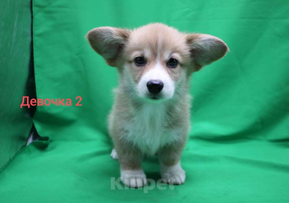 Собаки в Москве: Щенки вельш корги пемброк  Девочка, 32 000 руб. - фото 3