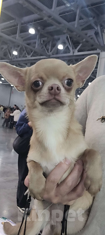 Собаки в Москве: Чихуахуа лучшая девочка Девочка, Бесплатно - фото 1