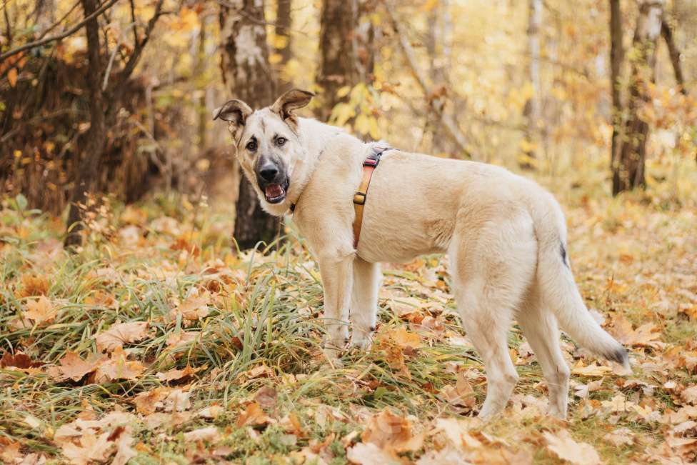 Собаки в Москве: Собака в добрые руки Девочка, Бесплатно - фото 7