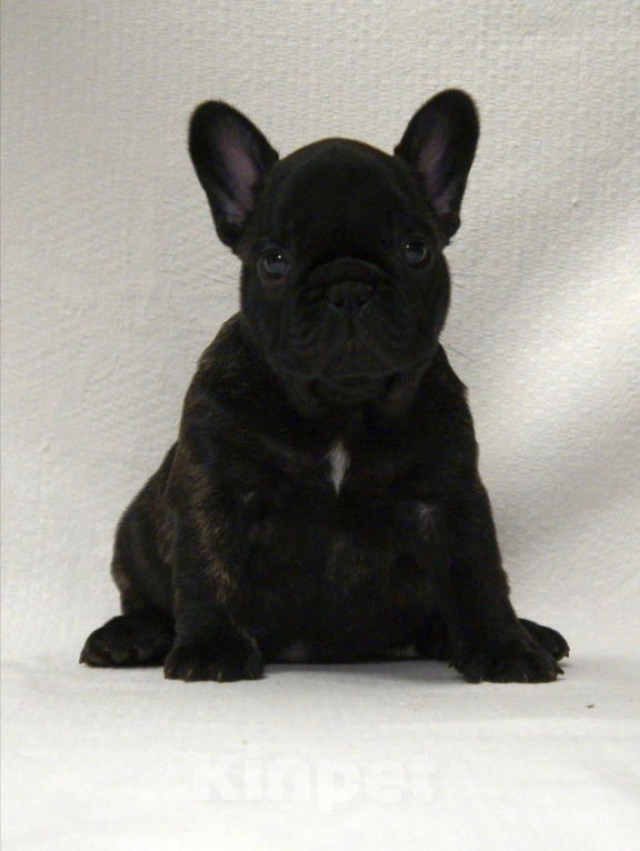 Собаки в Рязани: Девочка французского бульдога  Девочка, 30 000 руб. - фото 1