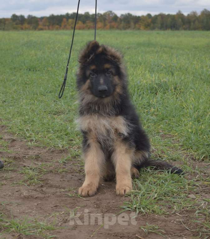 Собаки в Коломне: Лихт Штерн Имидж Мальчик, 60 000 руб. - фото 2