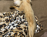 Кошки в Арамиле: Абиссинские  котята  Мальчик, 20 000 руб. - фото 6