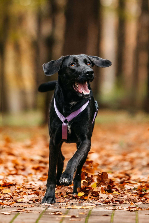 Собаки в Москве: Собака бесплатно Москва Девочка, Бесплатно - фото 4