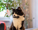 Кошки в Москве: Милан, кот - терапевт Мальчик, 100 руб. - фото 6