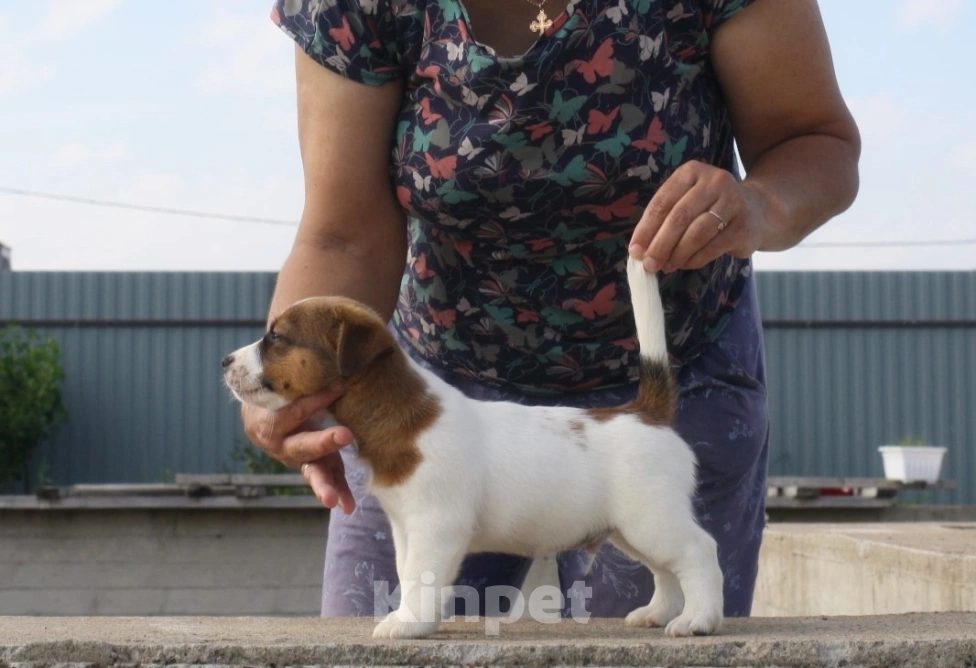 Собаки в Всеволожске: ММ Посейдон Мальчик, 40 000 руб. - фото 4