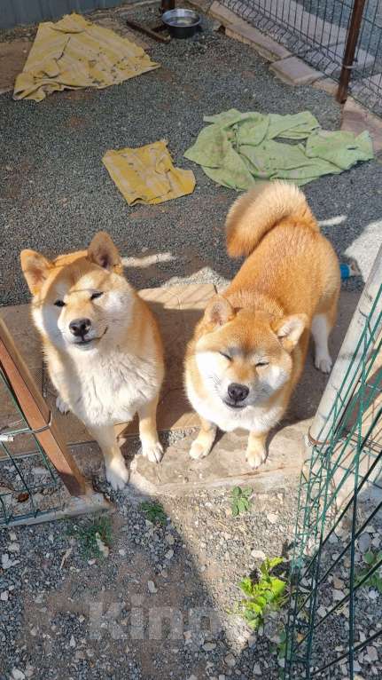 Собаки в Симферополе: Подросток сиба ину Мальчик, Бесплатно - фото 4