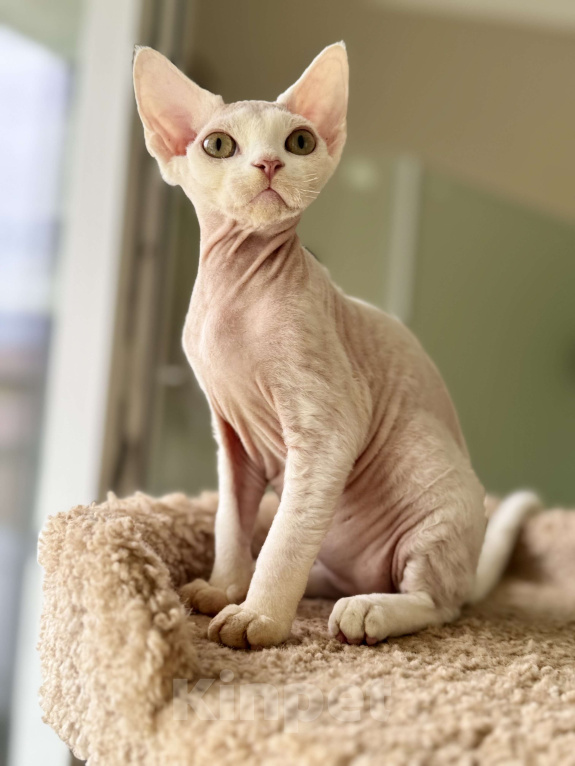 Кошки в Москве: Белый мальчик Девон рекс Мальчик, 50 000 руб. - фото 2