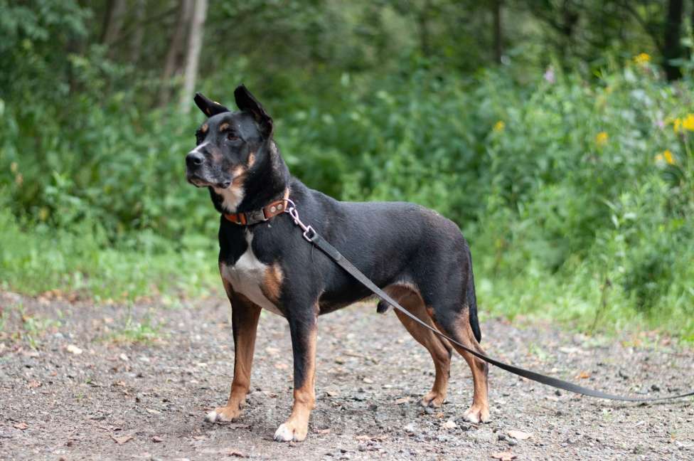 Собаки в Ногинске: Доби - метис стаффордширского терьера Мальчик, Бесплатно - фото 4