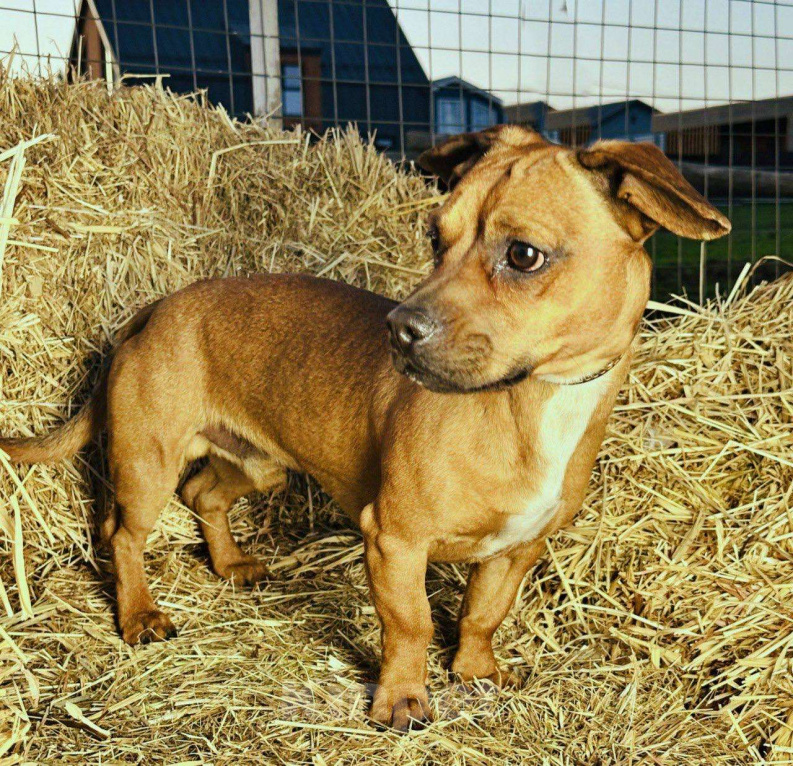 Собаки в Москве: Пес Тобби ищет дом! Мальчик, Бесплатно - фото 4
