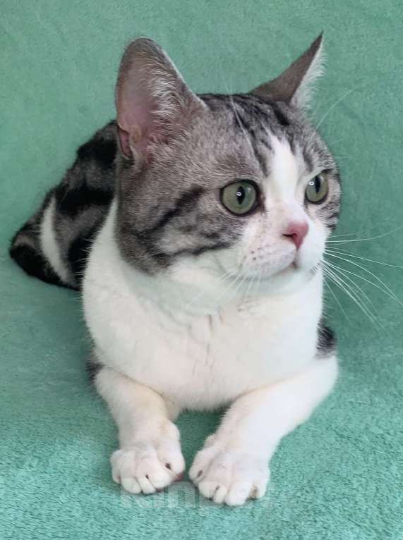 Кошки в Москве: Взрослый Американский короткошерстный кот Мальчик, Бесплатно - фото 1