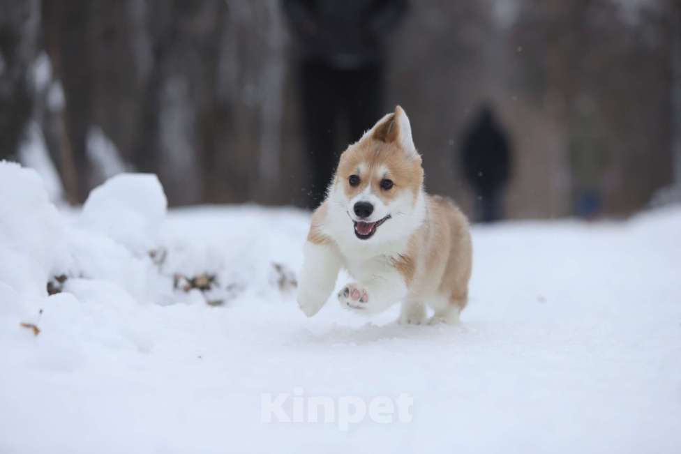 Собаки в Тюмени: Винтер Мистери Роскошная жизнь  Девочка, 70 000 руб. - фото 3