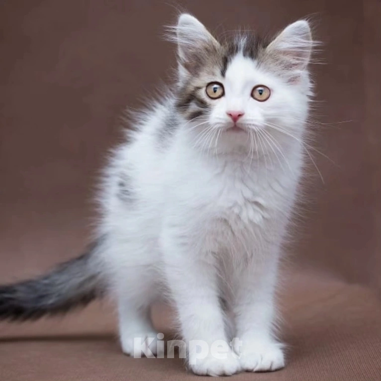 Кошки в Москве: Пушистый котенок Зайчик мечтает стать домашним Мальчик, Бесплатно - фото 2