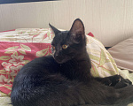 Кошки в Нижнем Новгороде: Котёнок в добрые руки Девочка, Бесплатно - фото 4