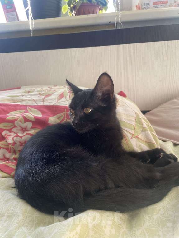 Кошки в Нижнем Новгороде: Котёнок в добрые руки Девочка, Бесплатно - фото 4