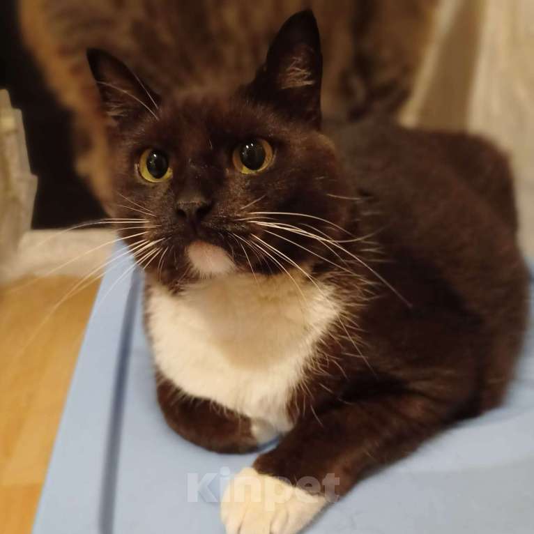 Кошки в Москве: Толстячок Тёма - котик для сибаритов Мальчик, 1 руб. - фото 4