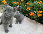 Кошки в Тамбове: Котенок Мальчик, 1 руб. - фото 4