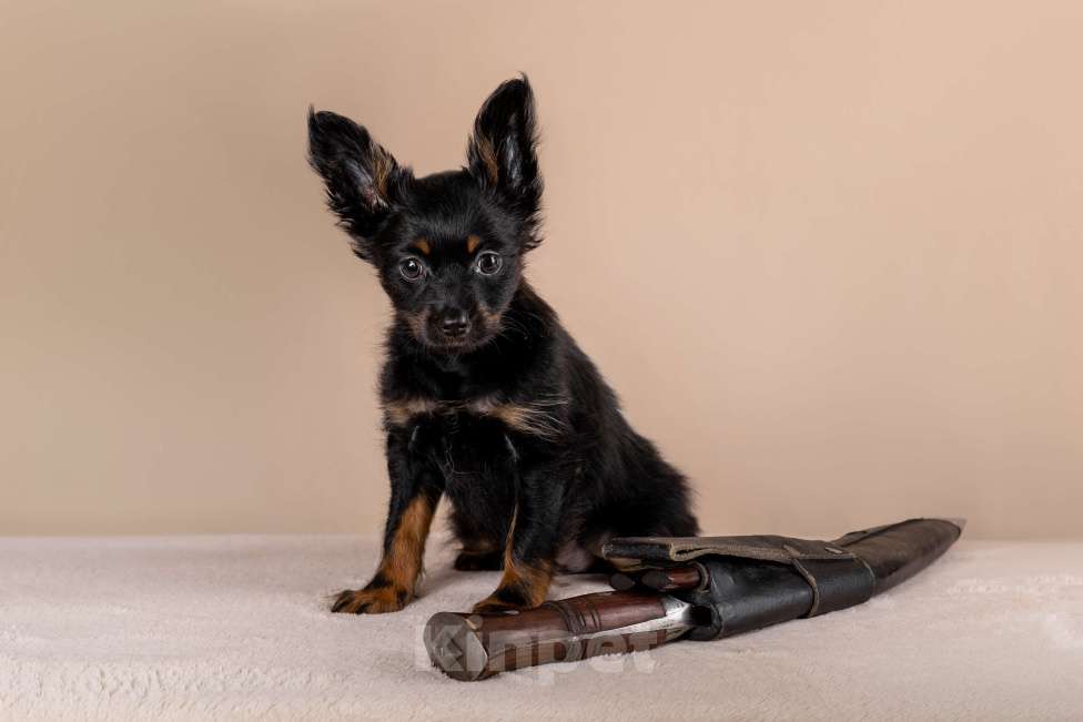 Собаки в Сосновом Бору: Щенки русского тоя длинношерстного Разнополые, Бесплатно - фото 1