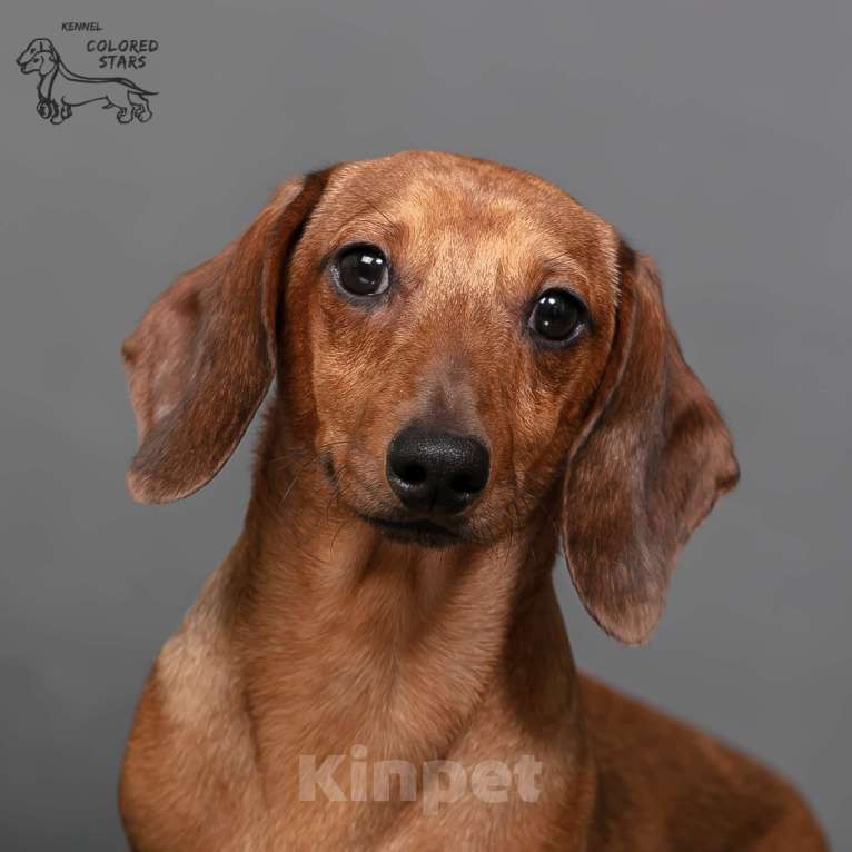 Собаки в Королеве: Миниатюрные мальчики в прекрасном экстерьере.  Мальчик, 55 000 руб. - фото 3