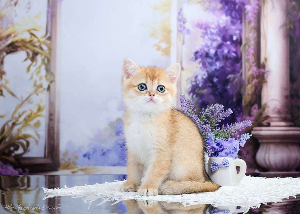 Кошки в Красноярске: Девочка,шотландская золотая шиншилла Девочка, 30 000 руб. - фото 3