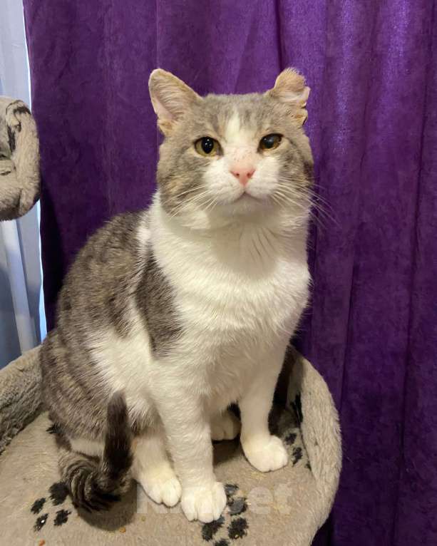 Кошки в Москве: Очаровательный котик с большим и добрым сердцем Мальчик, Бесплатно - фото 2