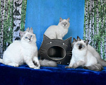 Кошки в Москве: Котята Невские маскарадные Девочка, Бесплатно - фото 8