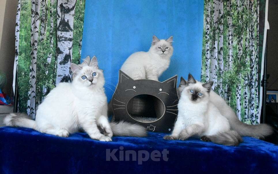 Кошки в Москве: Котята Невские маскарадные Девочка, Бесплатно - фото 8