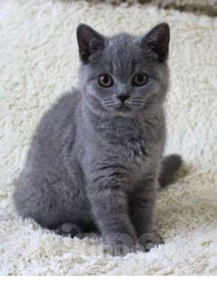 Кошки в Екатеринбурге: Плюшик Мальчик, 15 000 руб. - фото 1