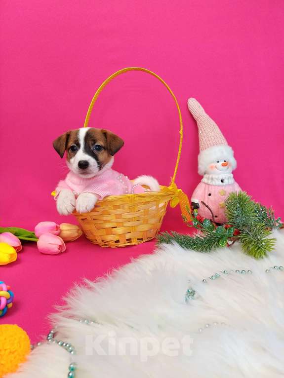 Собаки в Иркутске: Девочки и мальчики Джек Рассел терьер  Девочка, 35 000 руб. - фото 8