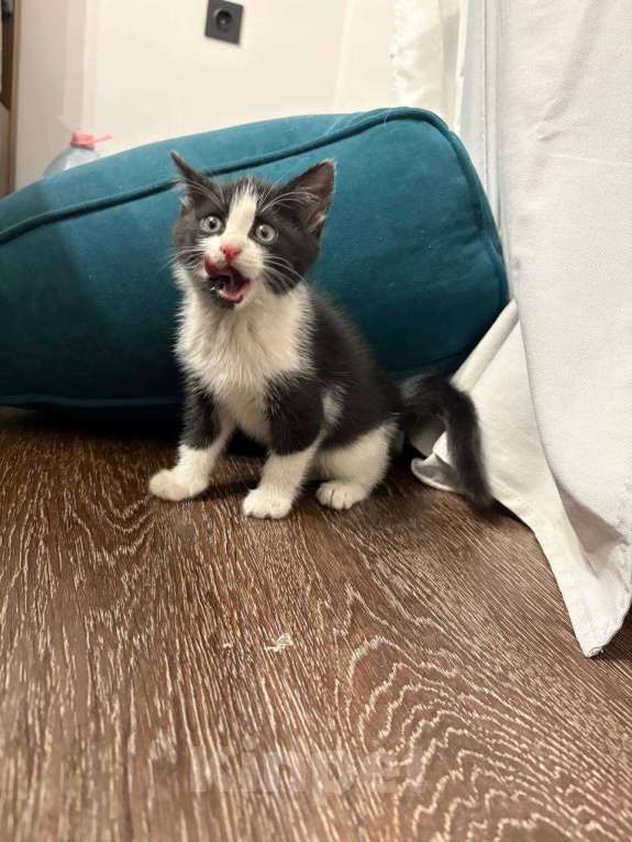Кошки в Москве: Ищет дом маленький котенок Мальчик, Бесплатно - фото 2