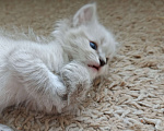 Кошки в Дмитрове: Котята невские  Мальчик, Бесплатно - фото 5