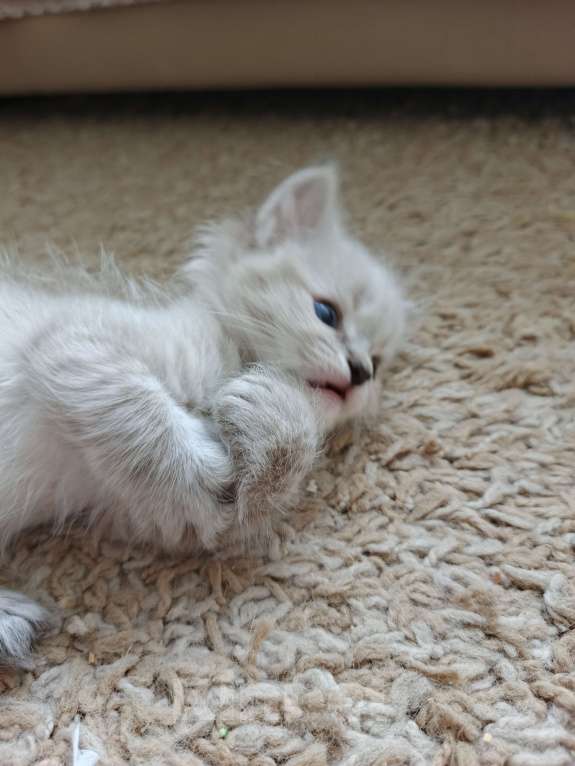 Кошки в Дмитрове: Котята невские  Мальчик, Бесплатно - фото 5