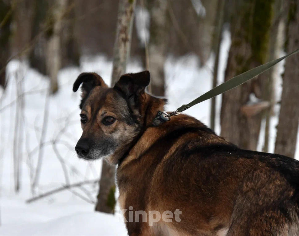 Собаки в Москве: Гера в поисках семьи Девочка, Бесплатно - фото 5