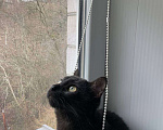 Кошки в Новороссийске: Потерялся кот Мальчик, Бесплатно - фото 1