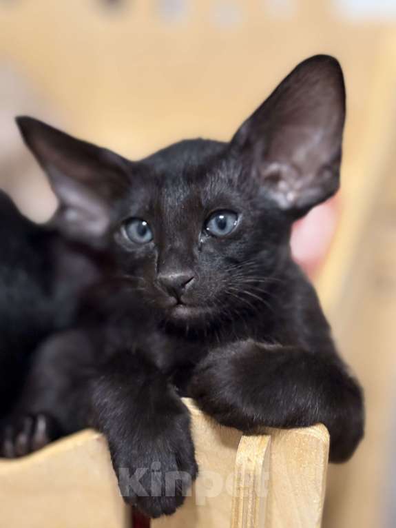 Кошки в Воткинске: Ориентальный котенок Мальчик, 55 000 руб. - фото 2