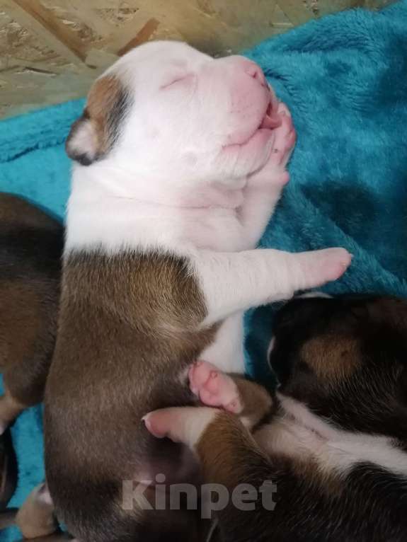 Собаки в Белгороде: Американский стаффордширский терьер щенок Мальчик, 80 000 руб. - фото 5