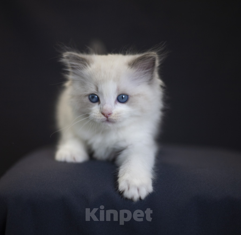 Кошки в Санкт-Петербурге: рэгдолл котенок Девочка, 110 000 руб. - фото 3