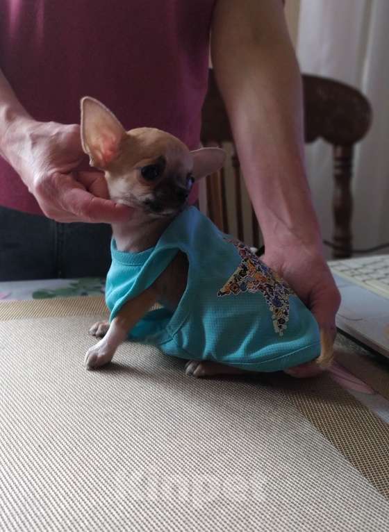 Собаки в Москве: Мини чихуахуа мальчик Мальчик, 45 000 руб. - фото 5