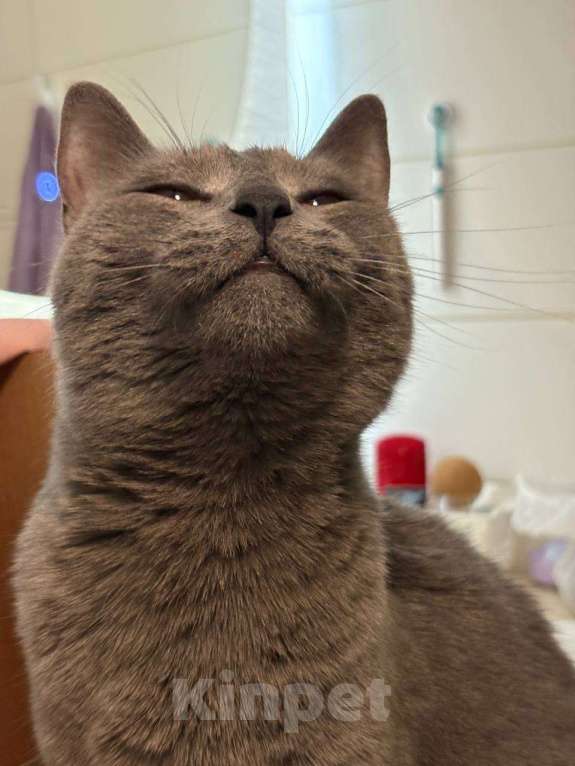 Кошки в Севастополе: Плюшевая молодая кошечка ищет дом Девочка, Бесплатно - фото 8