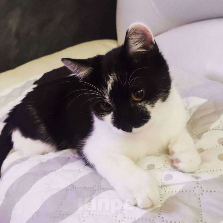 Кошки в Балашихе: Уно Мальчик, Бесплатно - фото 2