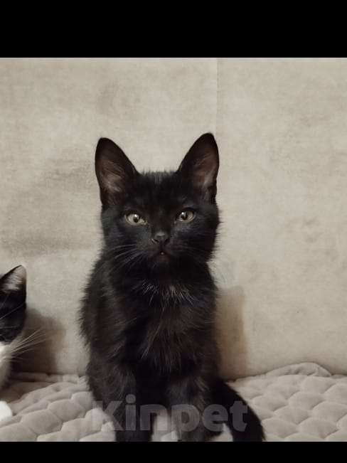 Кошки в Москве: Черный котенок девочка в добрые руки Девочка, Бесплатно - фото 2