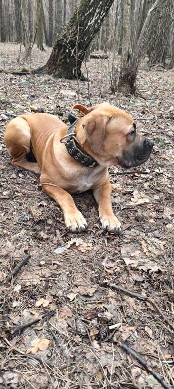 Собаки в Москве: Щенок Южноафриканского Бурбуля Мальчик, 35 000 руб. - фото 4