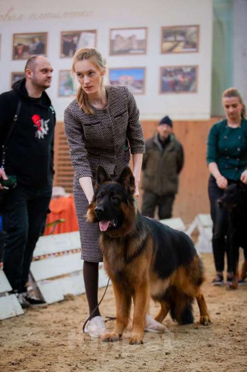 Собаки в Москве: Щенки длинношерстной немецкой овчарки Разнополые, 60 000 руб. - фото 8