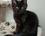 Кошки в Севастополе: котенок мейн-кун Девочка, 40 000 руб. - фото 2