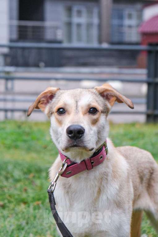 Собаки в Москве: Сэмка так тянется к рукам... Мальчик, Бесплатно - фото 3